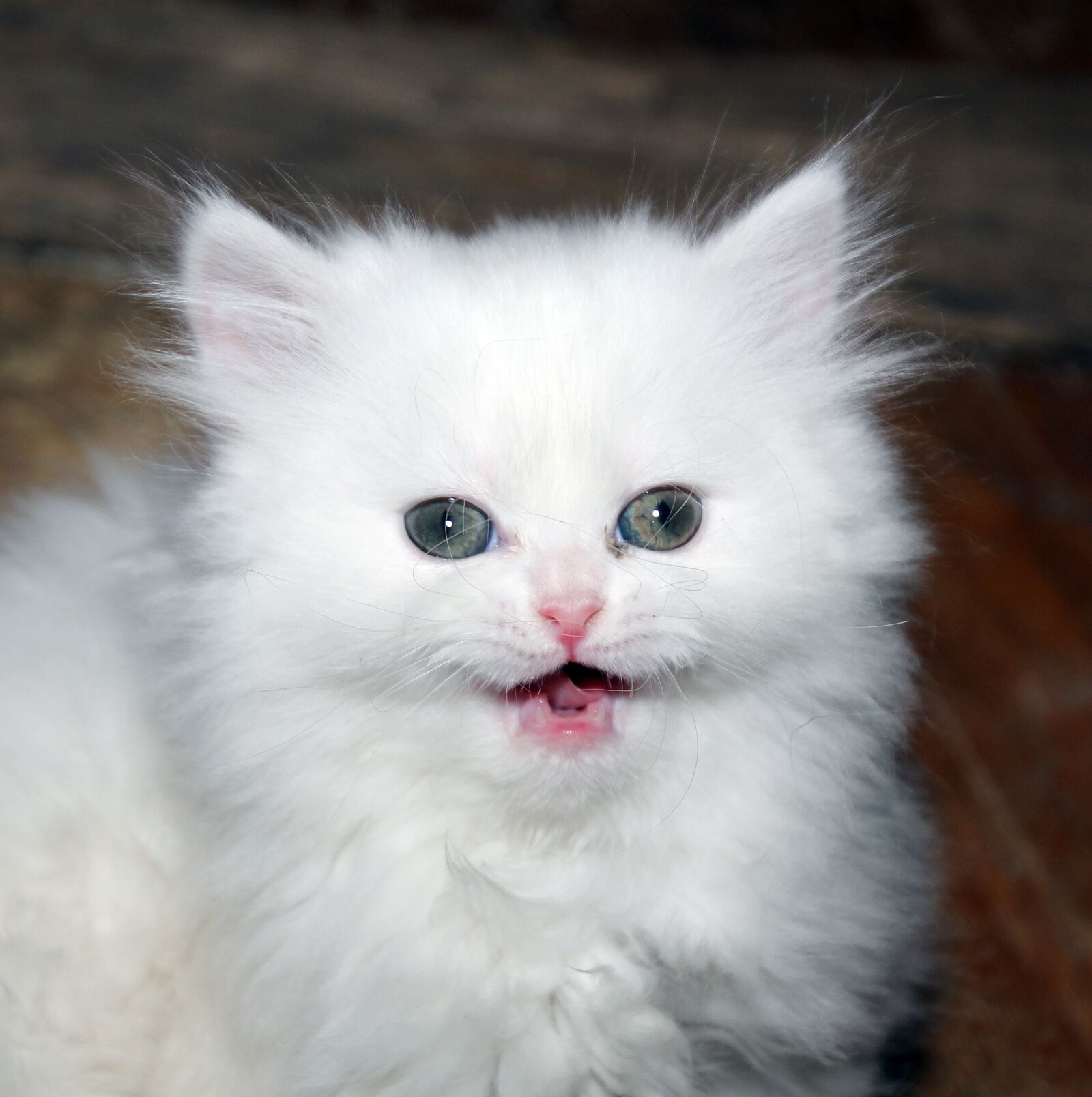 Canon EOS 600D (Rebel EOS T3i / EOS Kiss X5) sample photo. Kitten, cat, white kitten photography