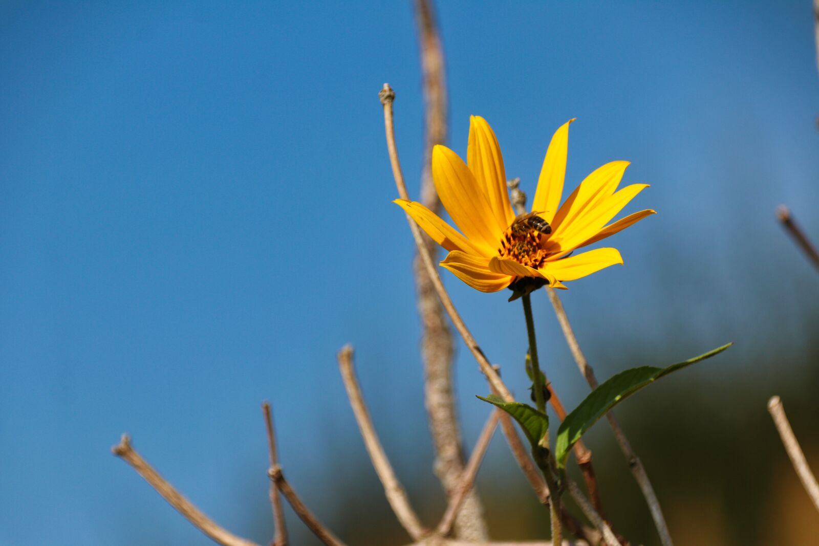 Canon EOS 80D sample photo. Yellow, flower, bee photography