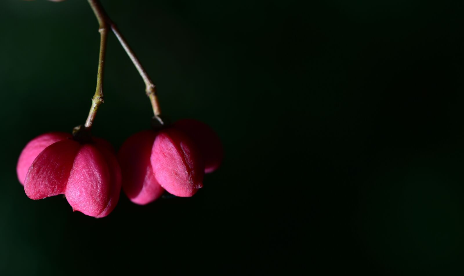 Nikon D750 sample photo. Spindle, berry, autumn photography
