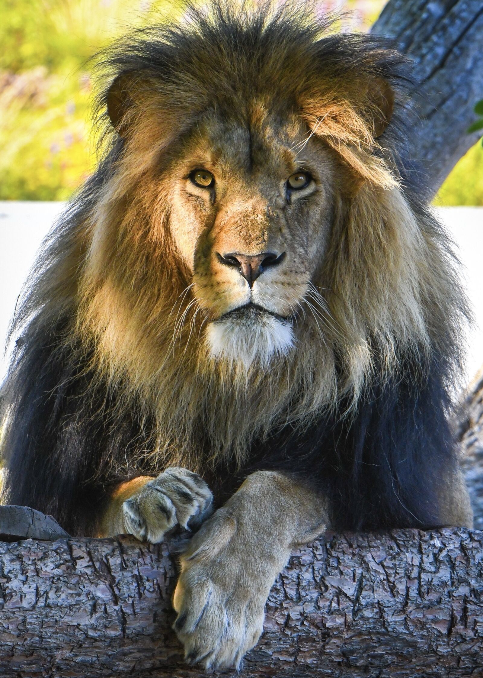 Nikon D500 sample photo. Lion, paint, zoo photography