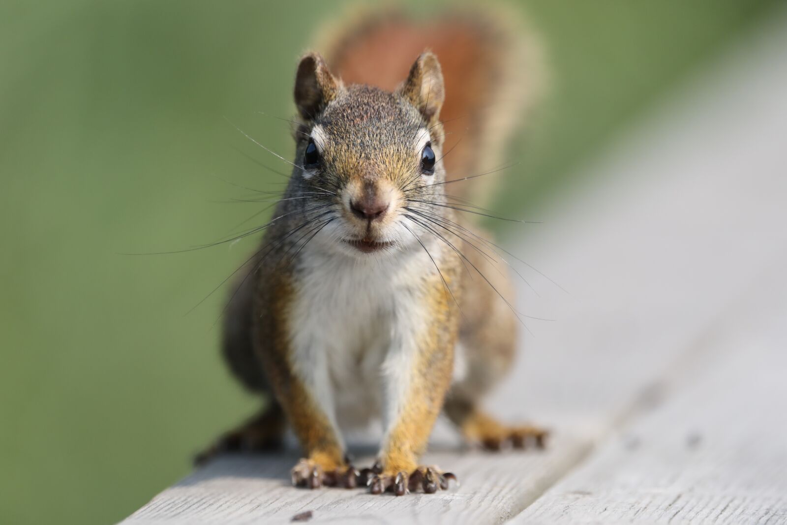 Canon EOS 5D Mark IV sample photo. Squirrel, animal, nature photography