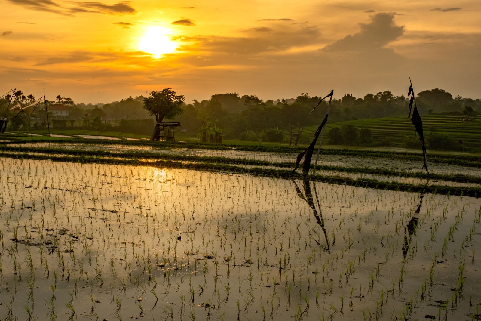 Fujifilm X-T20 sample photo. Rice field, sunset, field photography