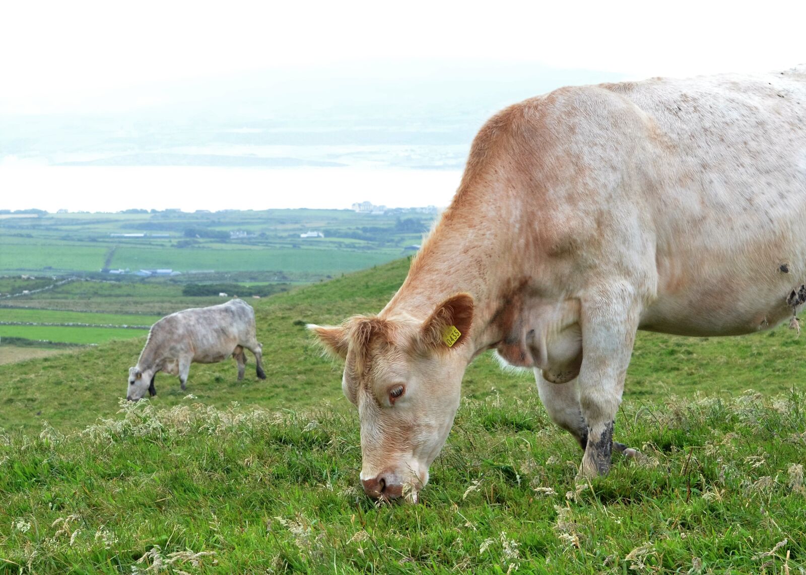 Nikon D7000 sample photo. Cow on a field photography