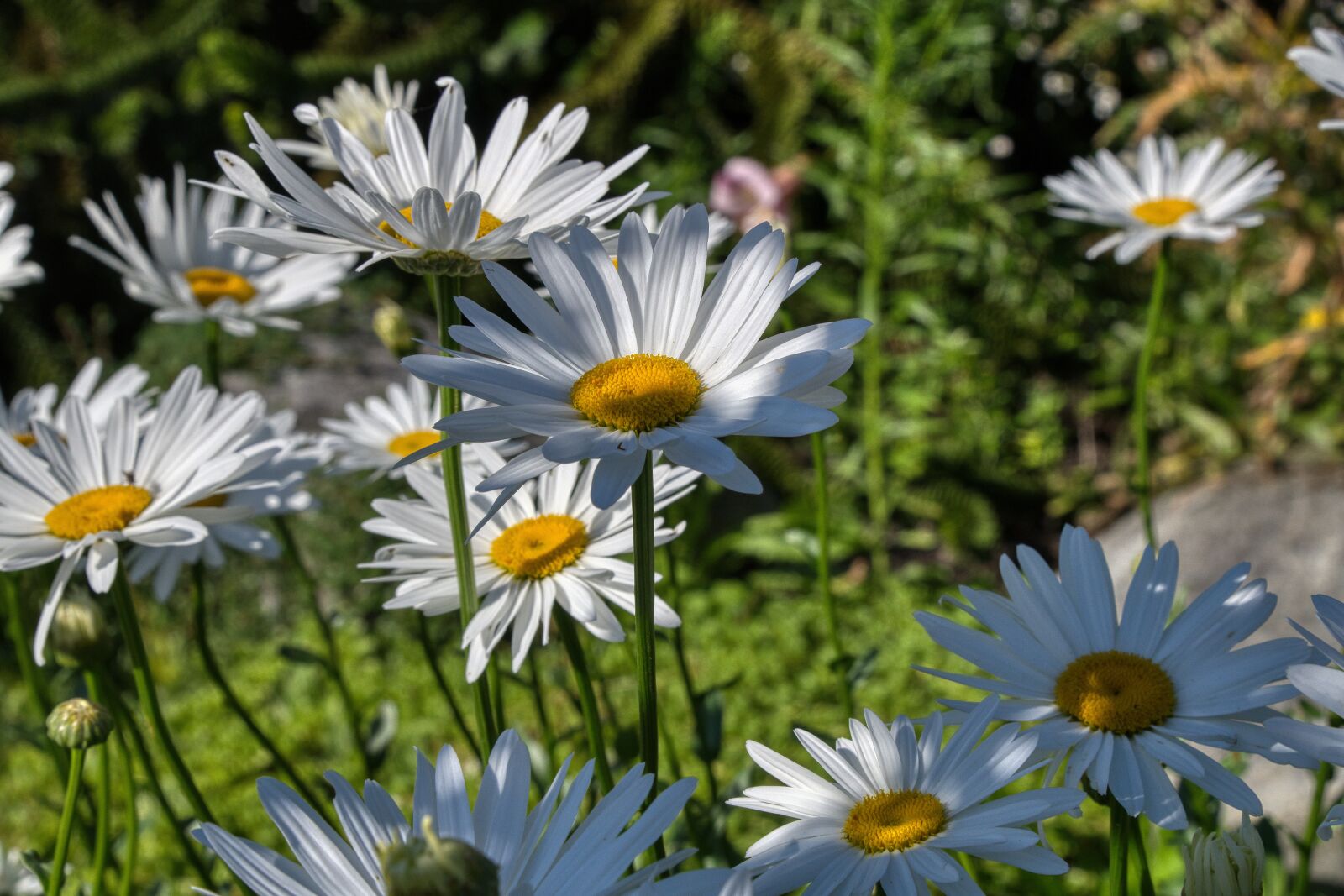 Nikon D850 sample photo. Daisies, flowers, garden photography