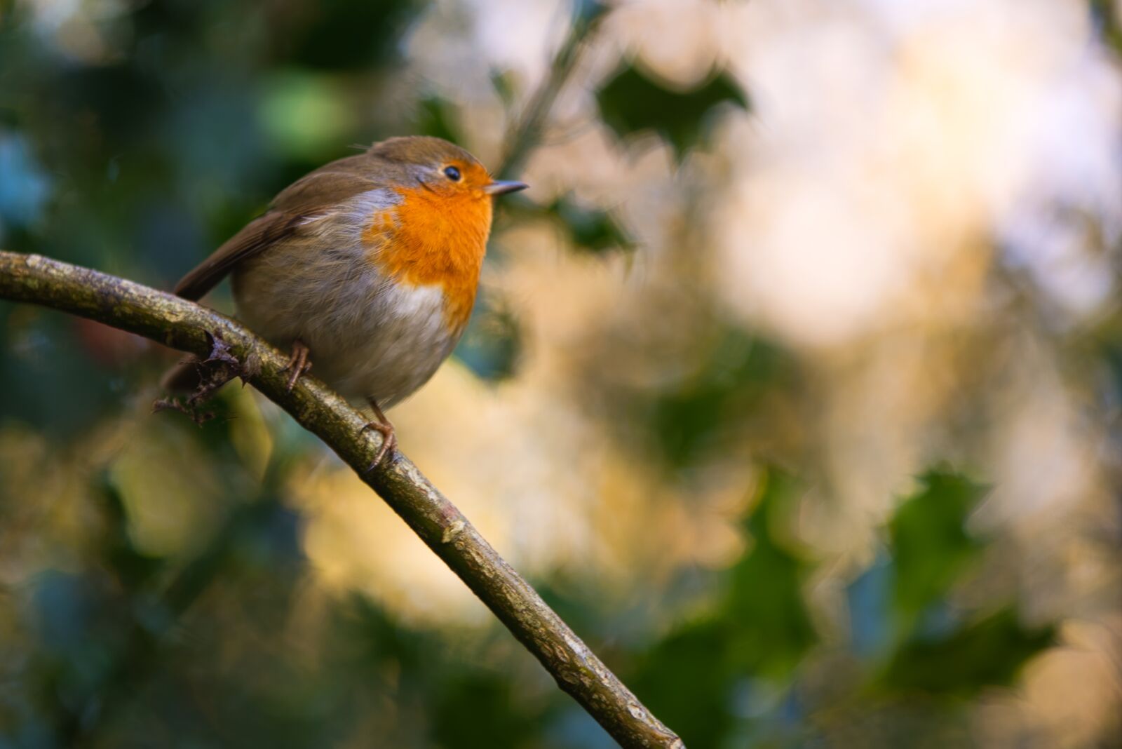 Nikon D610 sample photo. Robin, holly, winter photography