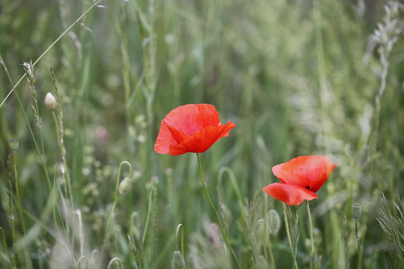 Canon EF 100mm F2.8L Macro IS USM sample photo. Poppy, flower, nature photography