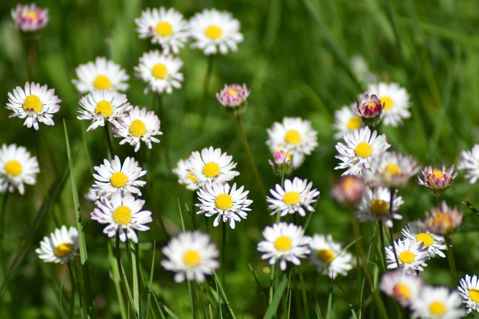 Nikon D3400 sample photo. Daisy, flower, blossom photography