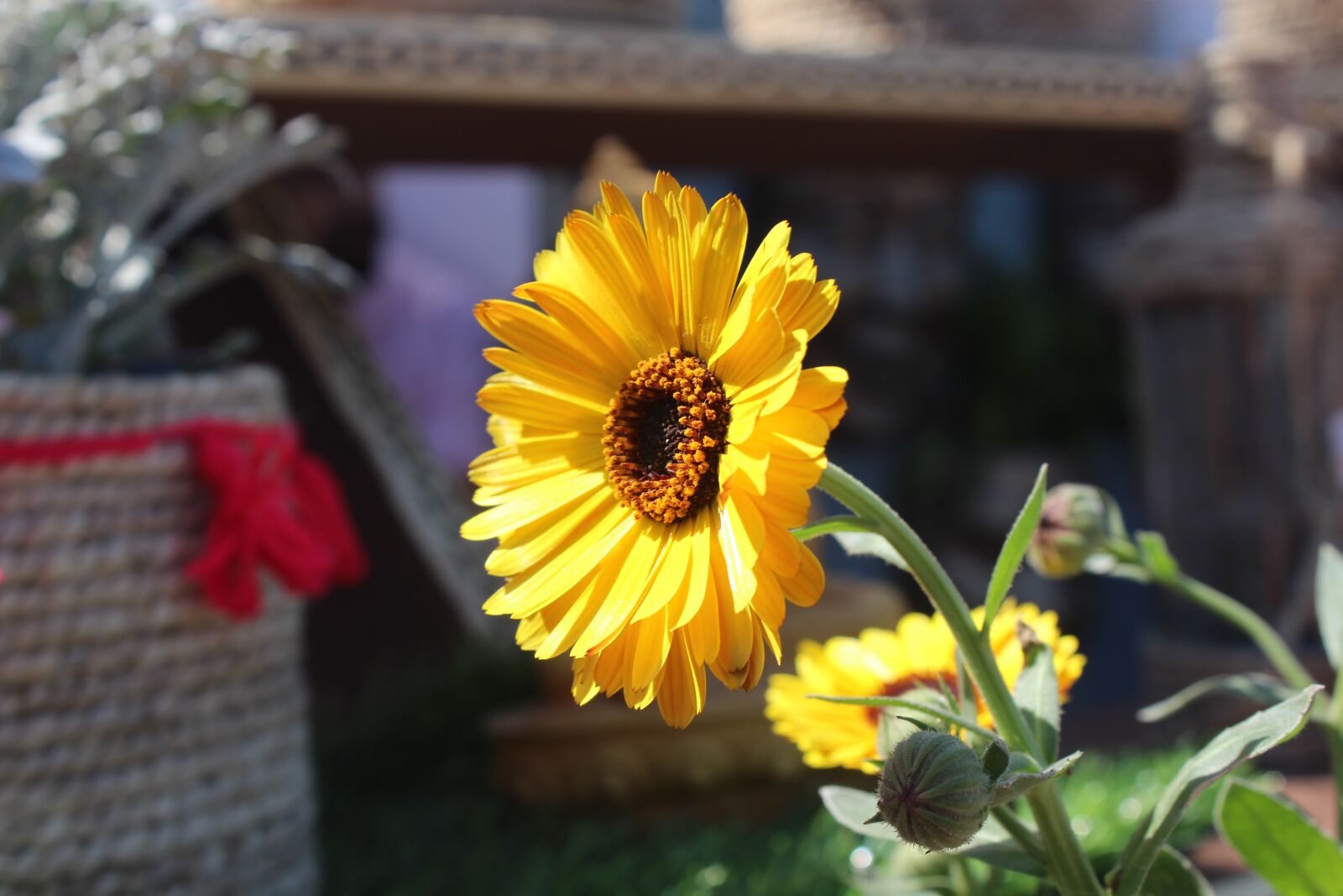 Canon EOS 700D (EOS Rebel T5i / EOS Kiss X7i) sample photo. Nature, flower, beauty photography