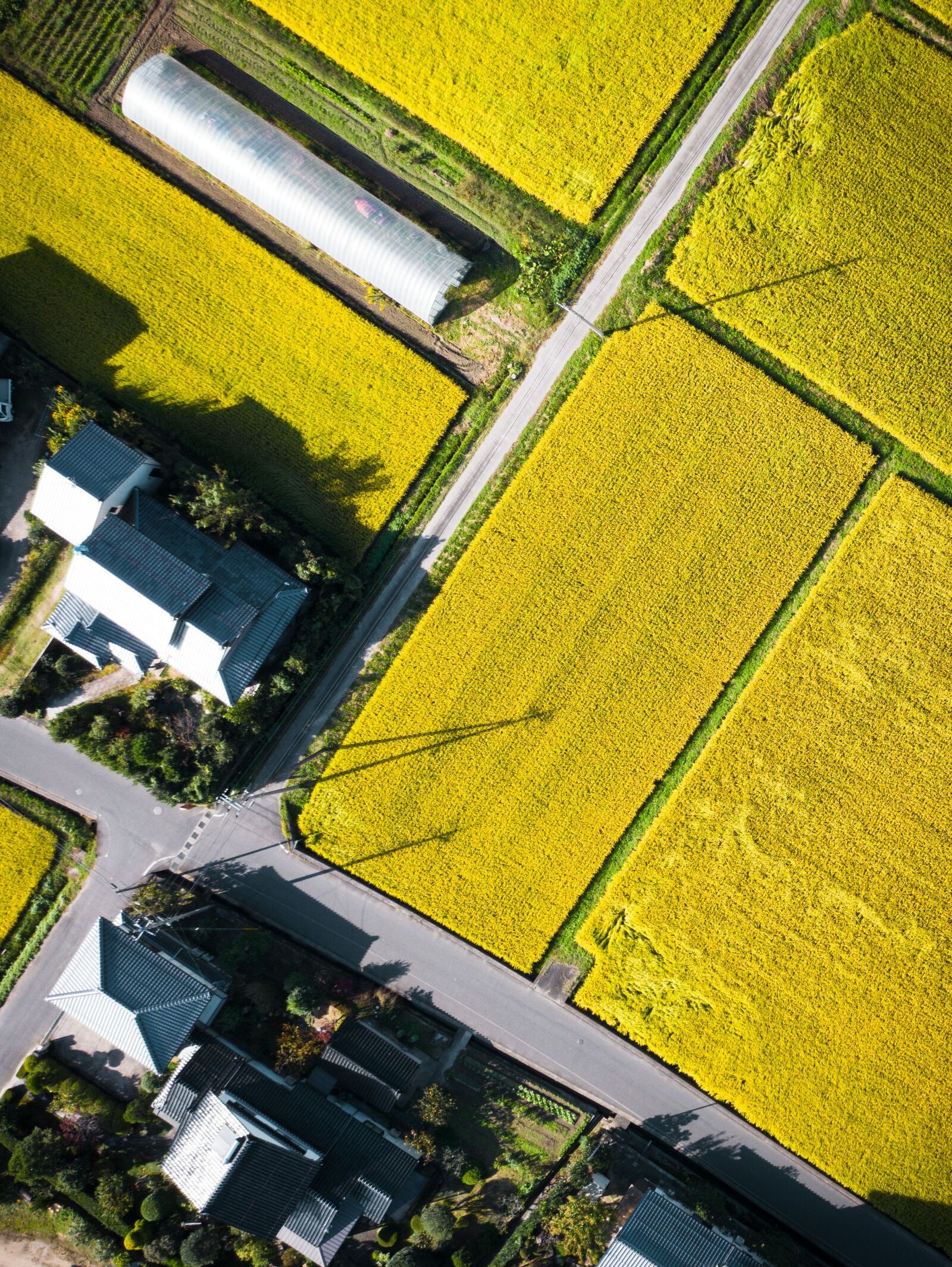 Hasselblad L1D-20c sample photo. Drone, village, rice field photography