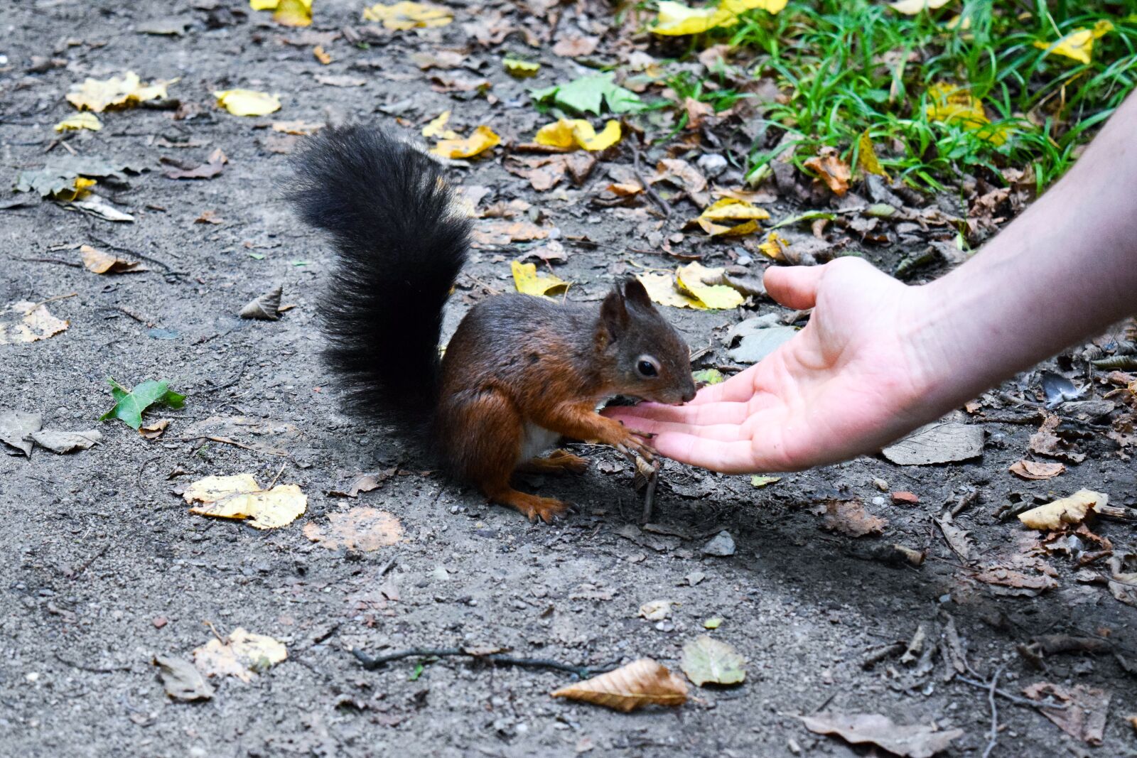Nikon D5300 sample photo. Squirrel, autumn, croissant photography