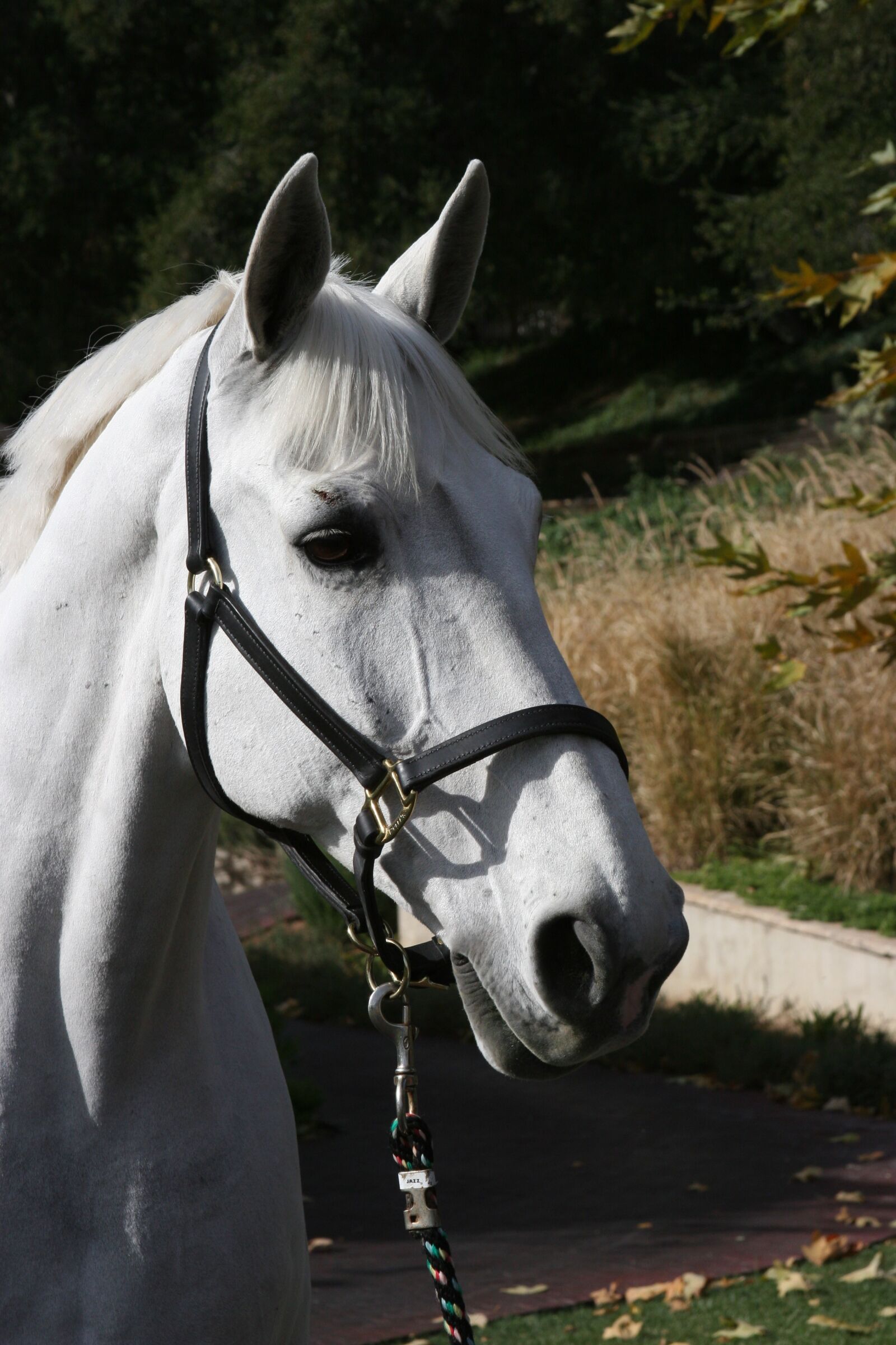 Canon EOS 20D sample photo. Show horse, white horse photography
