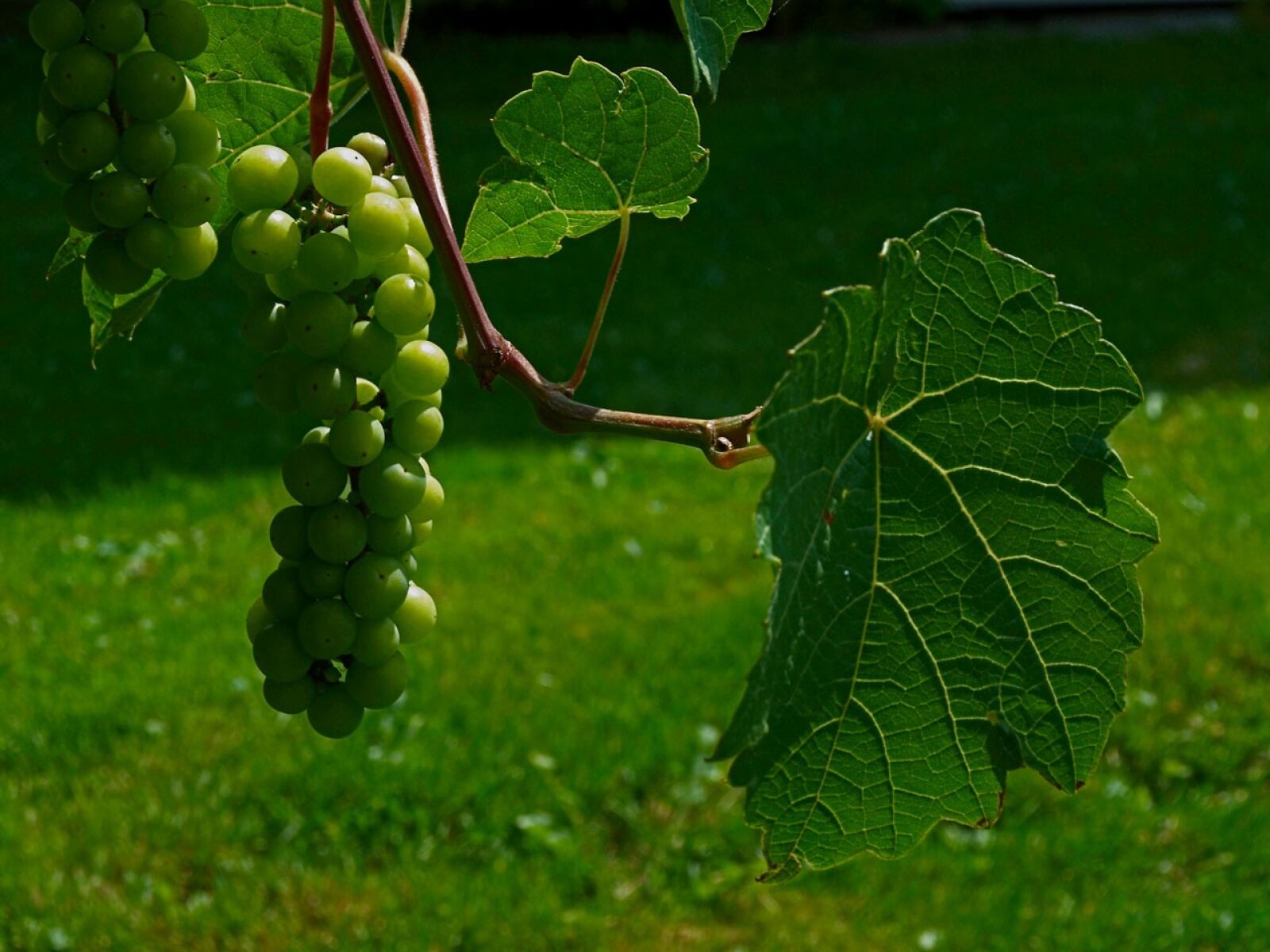 Olympus E-510 (EVOLT E-510) sample photo. Green grapes, grapes, vineyard photography