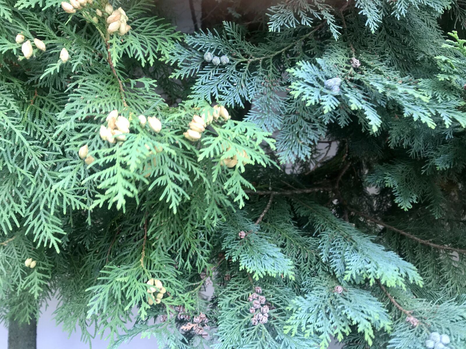 Apple iPhone 7 sample photo. Summer, shrubs, buds photography