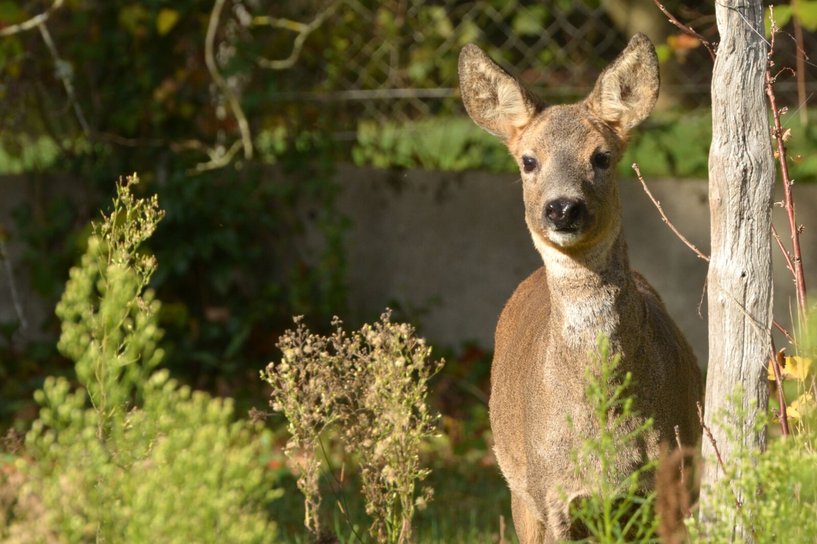 Nikon D7100 sample photo. Nature, deer, animals photography
