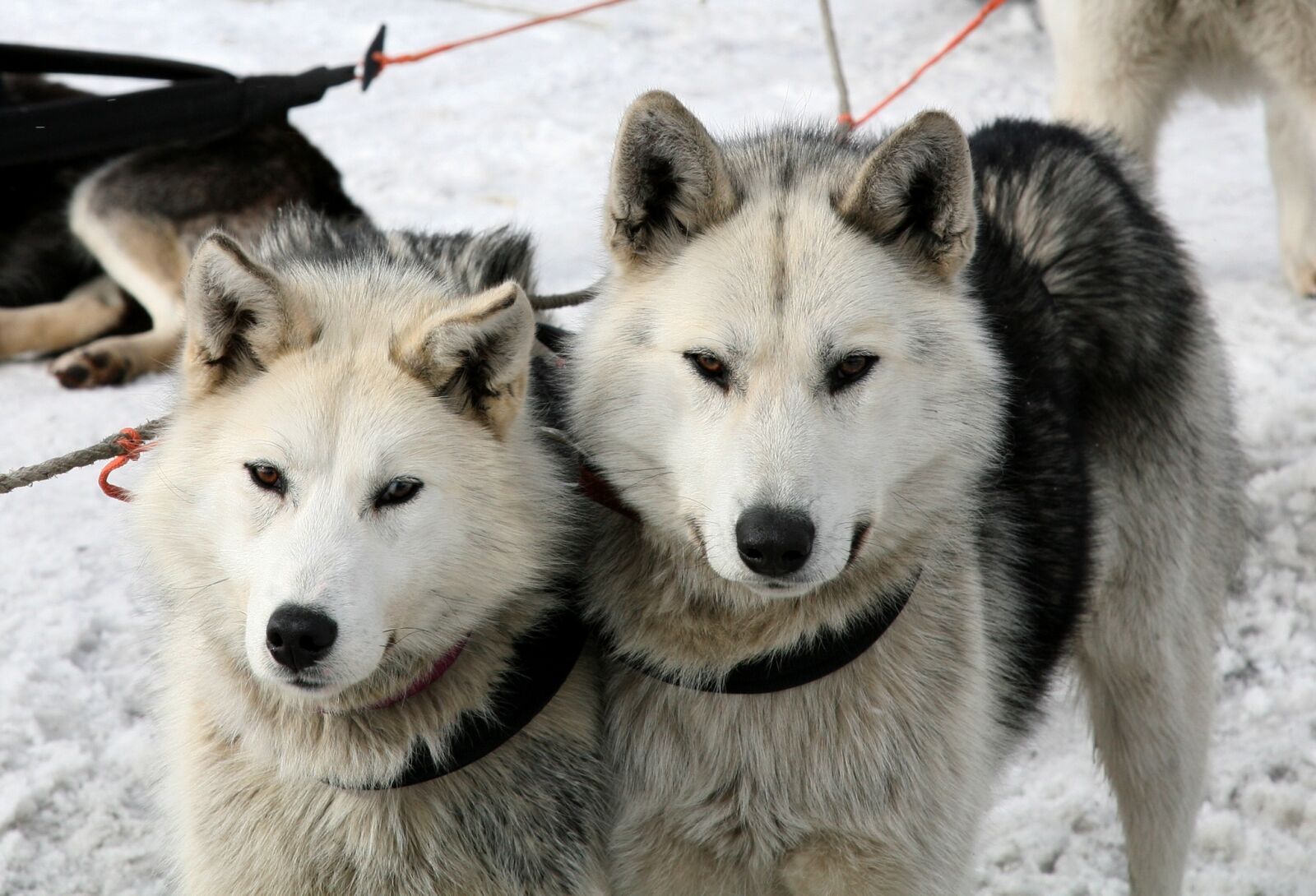Canon EOS 5D sample photo. Dog, laika, husky photography