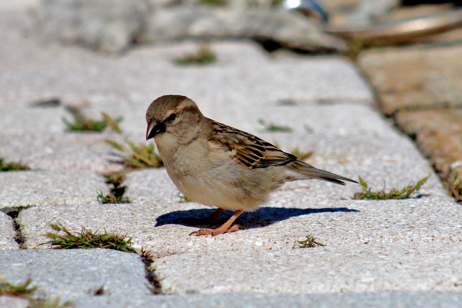 Canon EF 75-300mm f/4-5.6 sample photo. Bird, female sparrow, sparrow photography