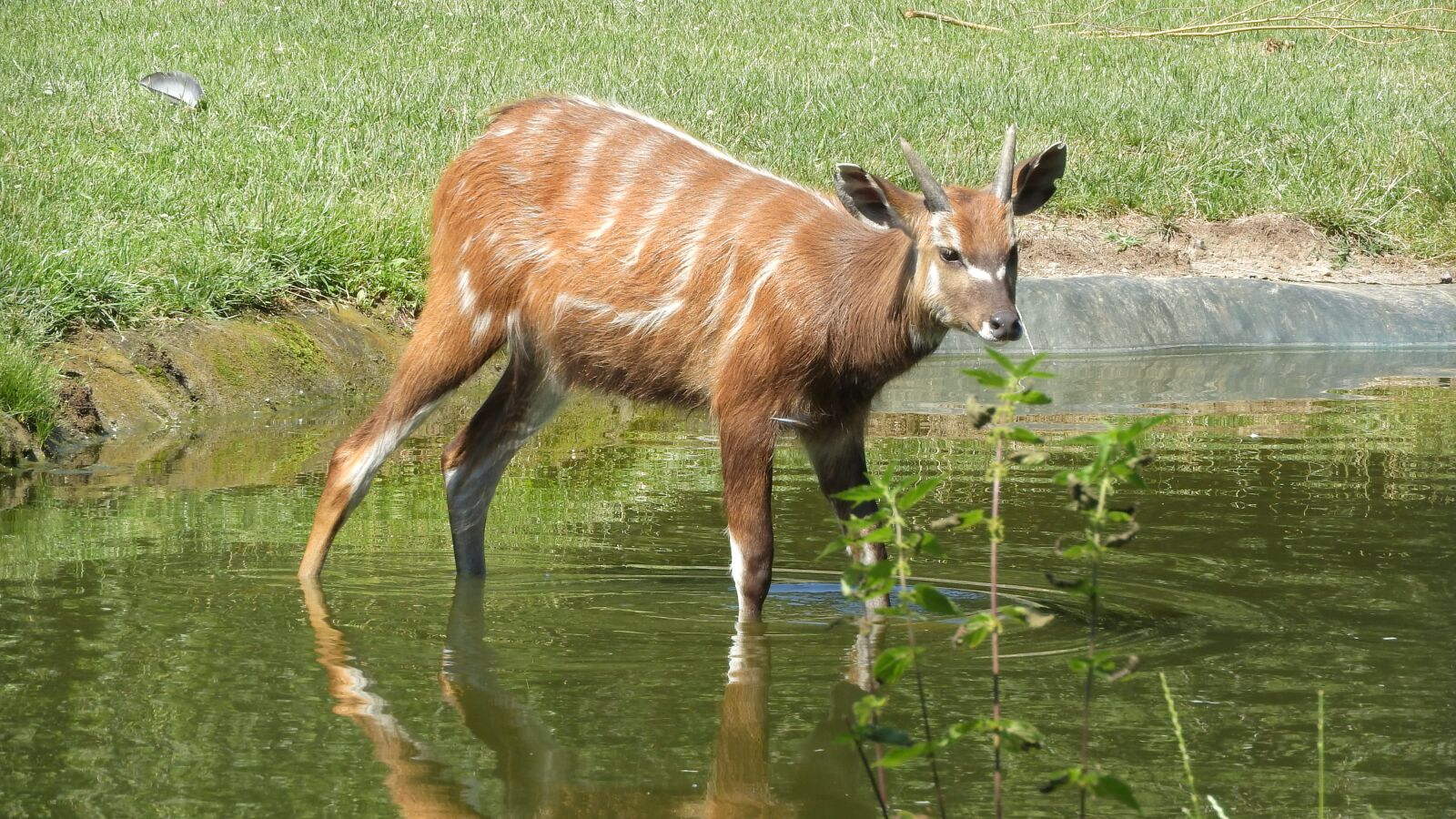 Nikon Coolpix P610 sample photo. Sitatunga west african, tragelaphus photography