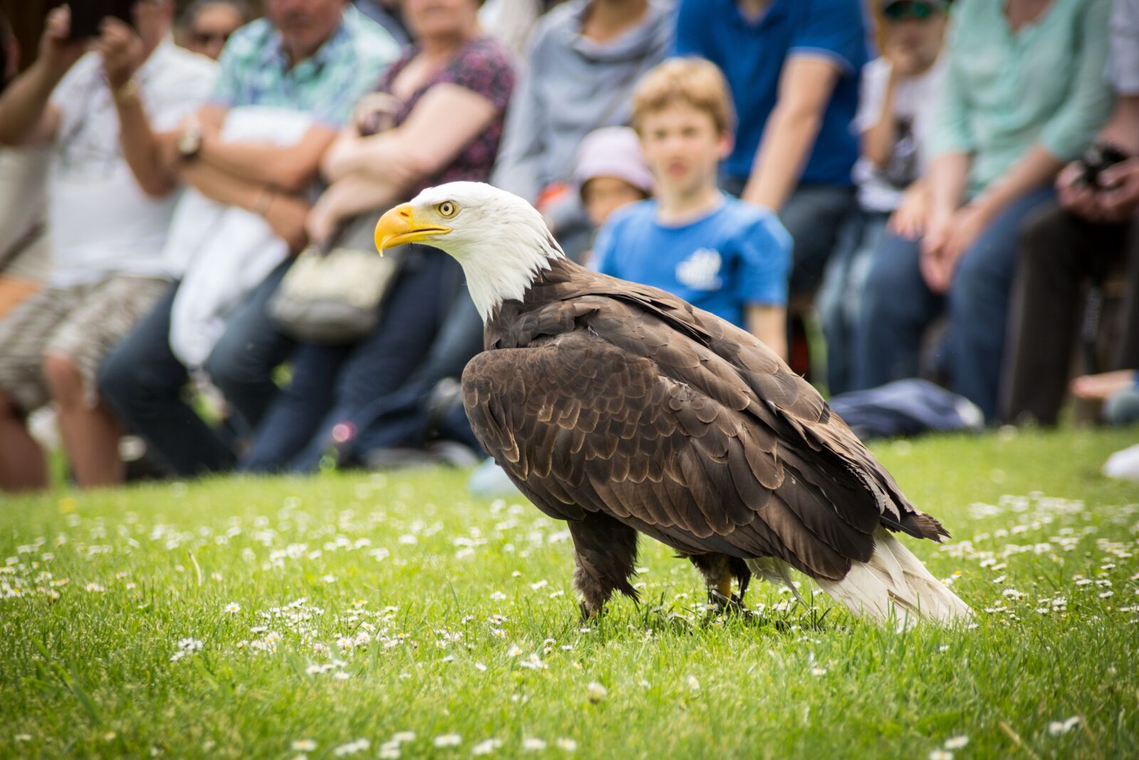 Canon EOS 5D Mark III sample photo. Bald eagles, adler, raptor photography