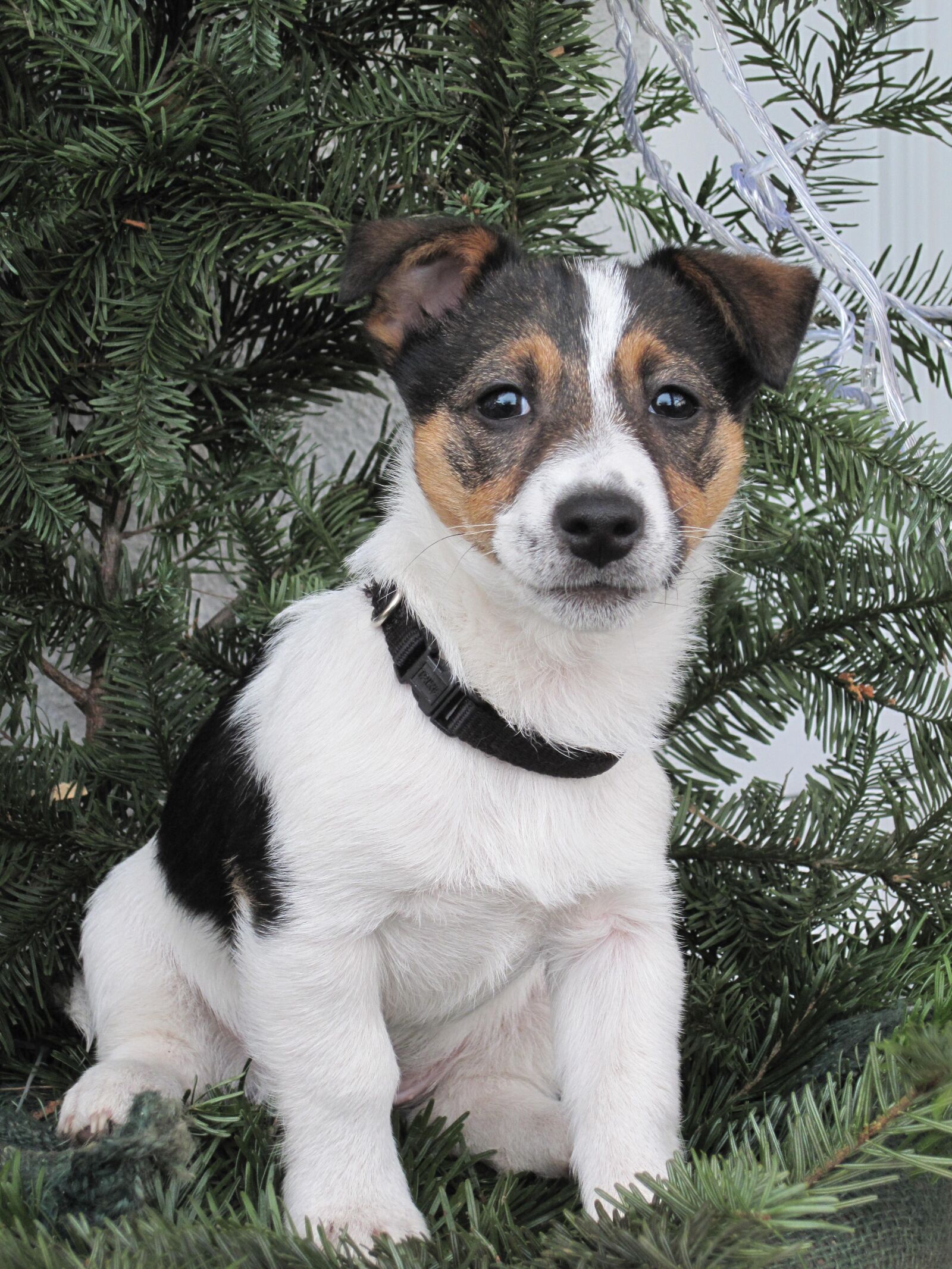 Canon PowerShot SD990 IS (Digital IXUS 980 IS / IXY Digital 3000 IS) sample photo. Dog, jack russel, young photography