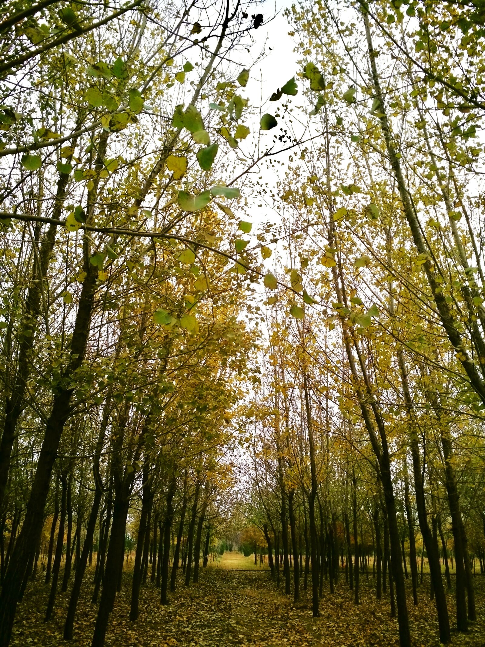 OPPO R8207 sample photo. Autumn, defoliation, wither photography