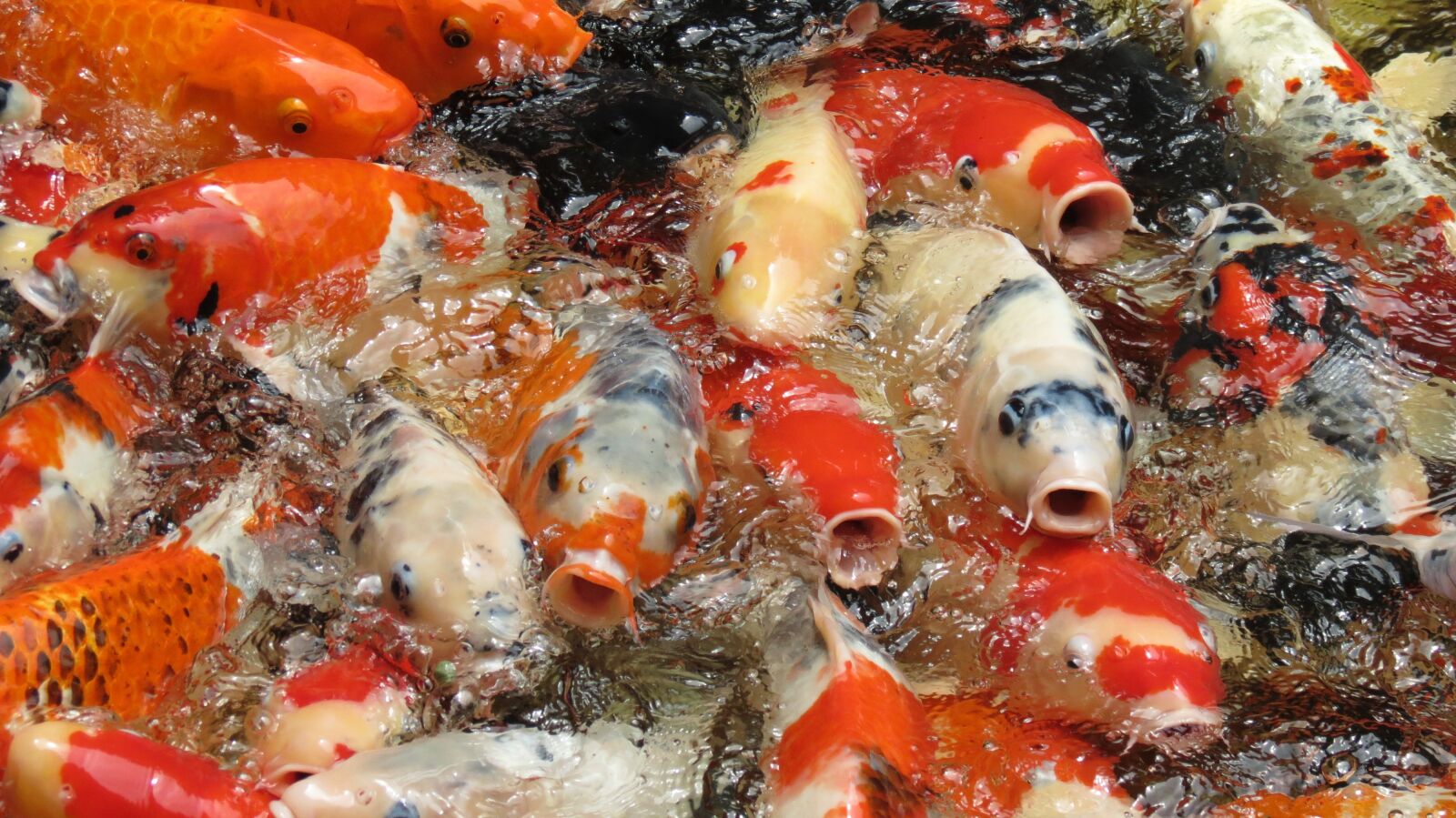 Canon PowerShot SX40 HS sample photo. Cambodia, fish, koi photography