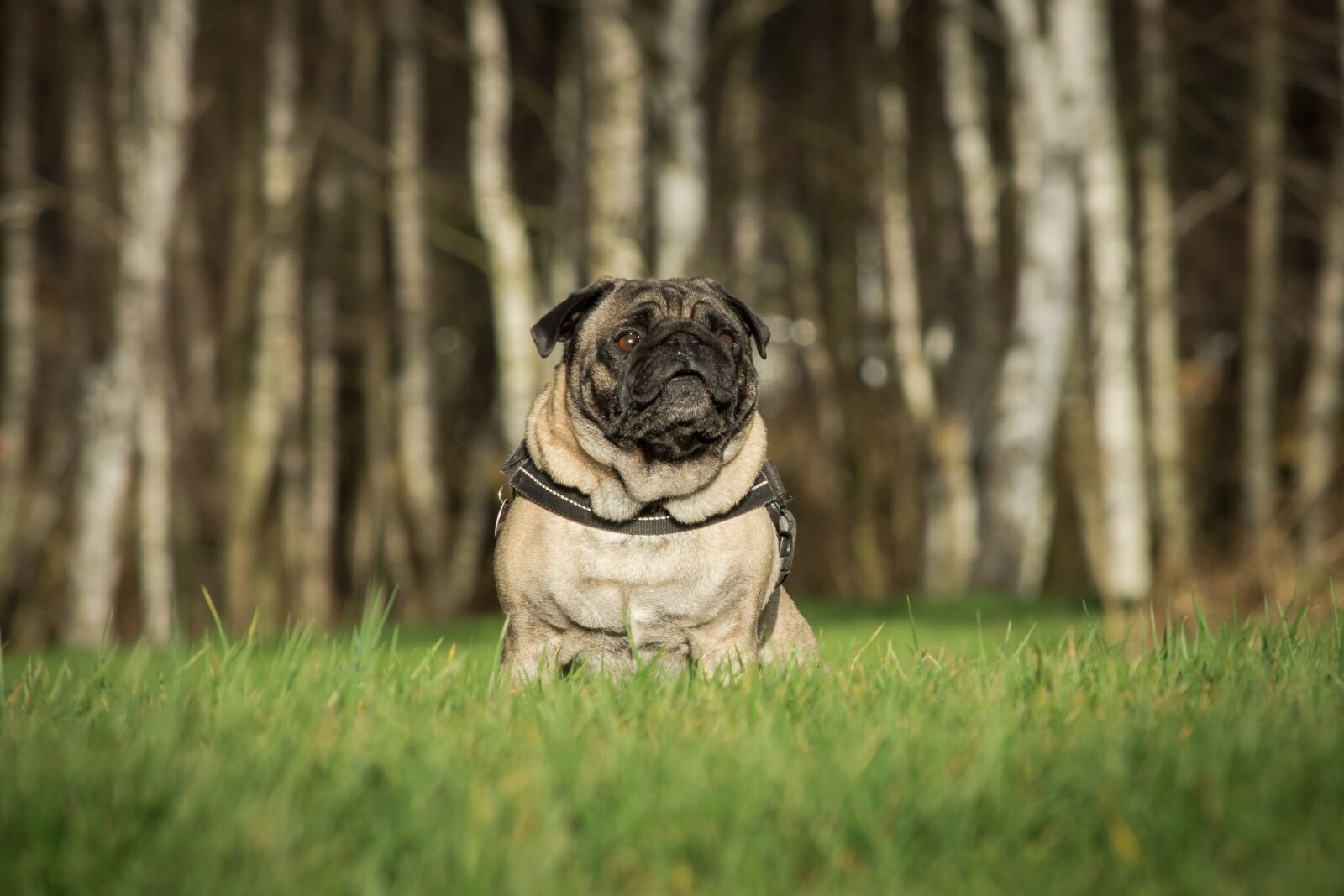 Nikon D7200 sample photo. Nature, grass, animal photography