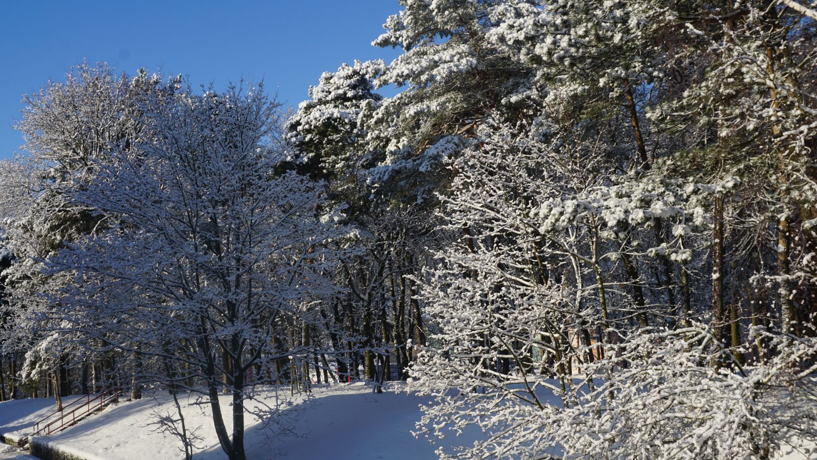 Sony a6000 sample photo. Winter, snow, the sun photography