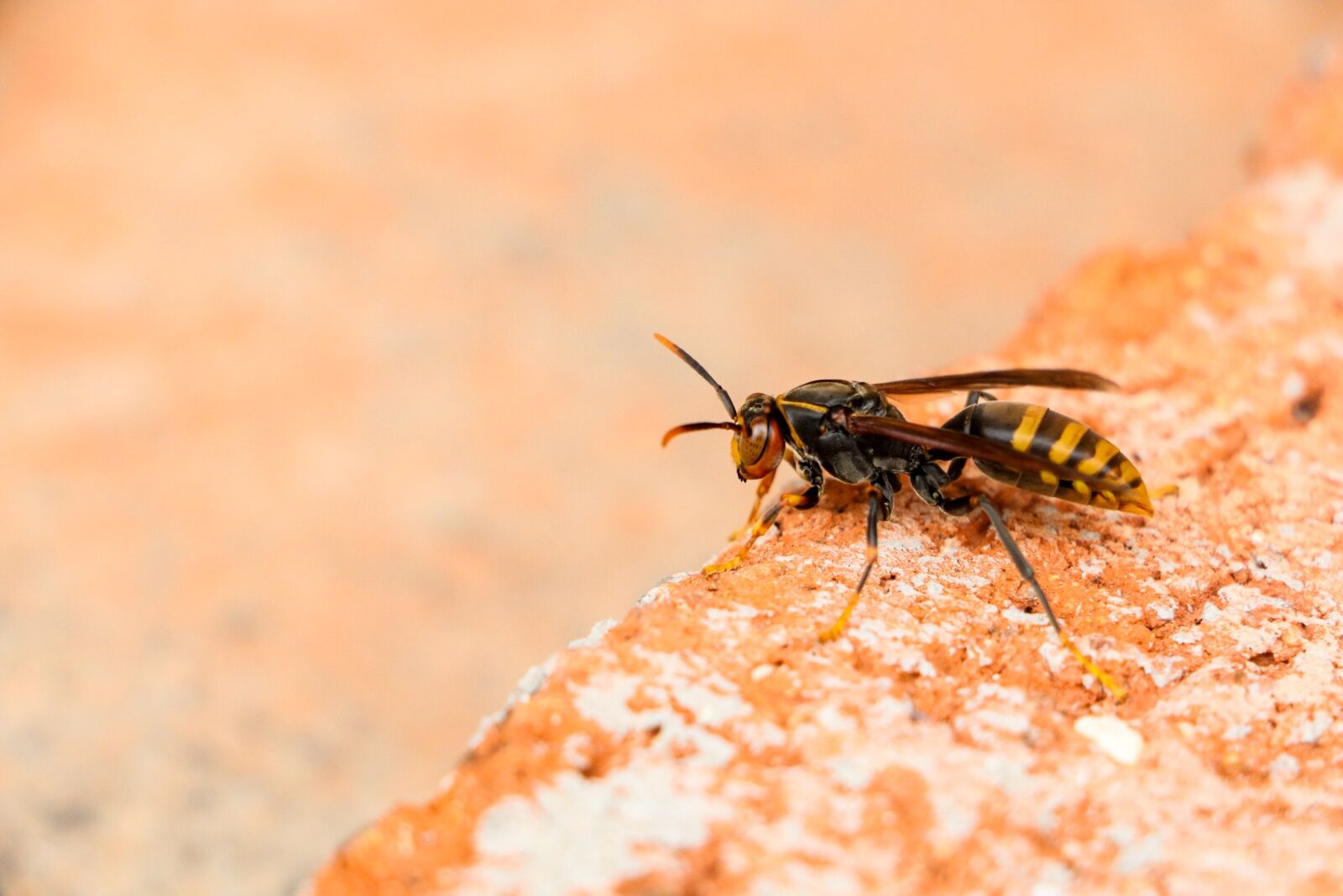 Canon EOS 70D sample photo. Yellow, bee, animal photography