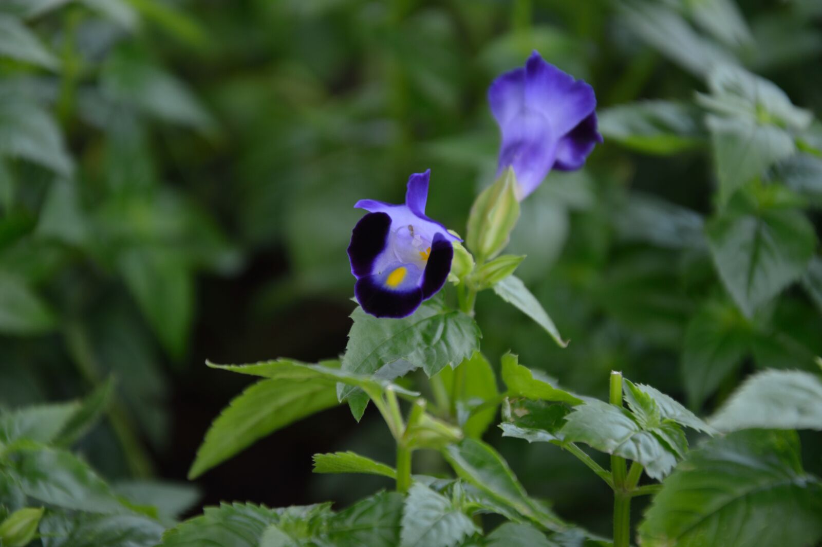 Nikon D3200 sample photo. Iris, purple flowers, fresh photography