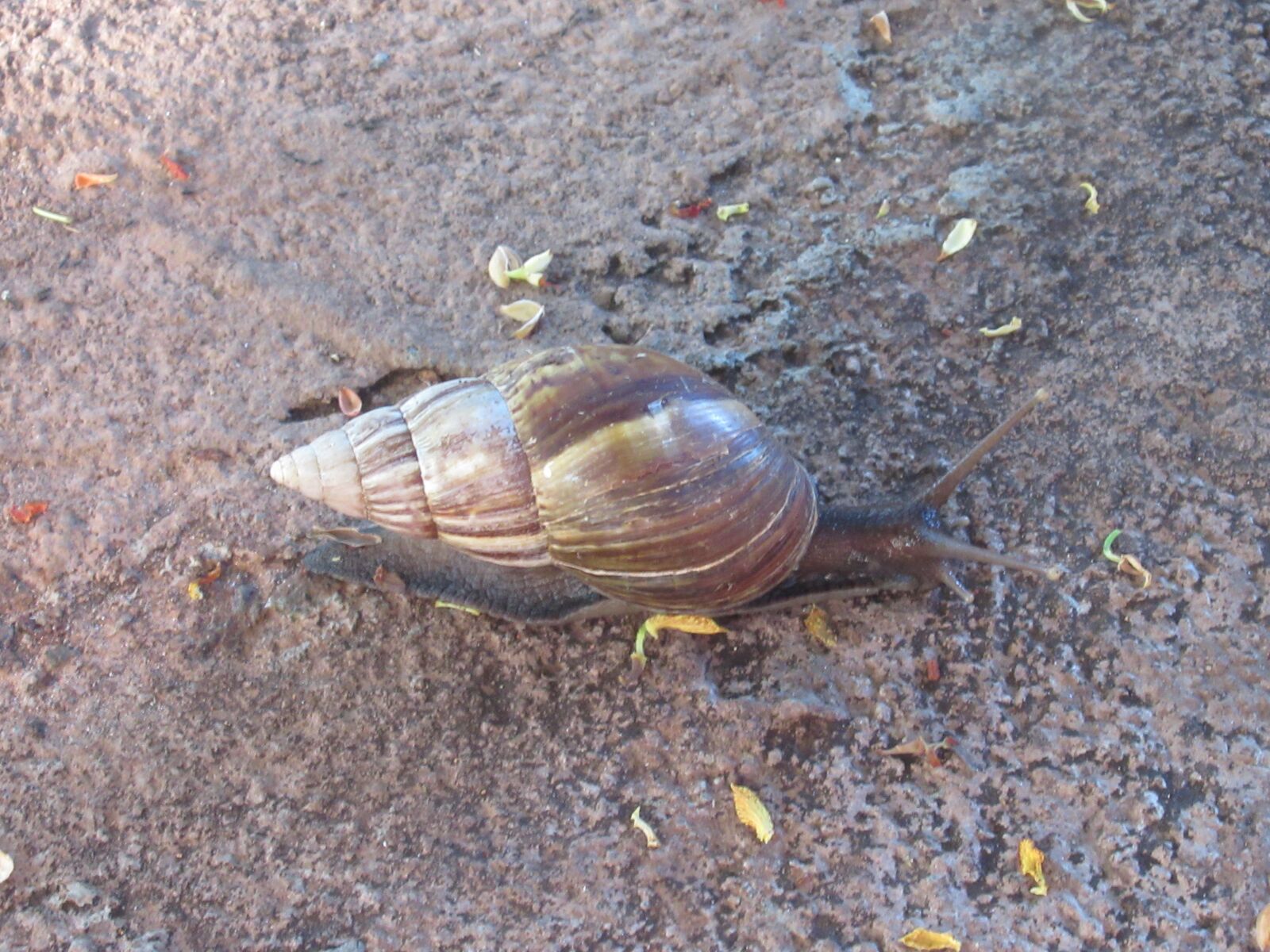 Canon PowerShot SX620 HS sample photo. Snail, mauritius, mollusk photography