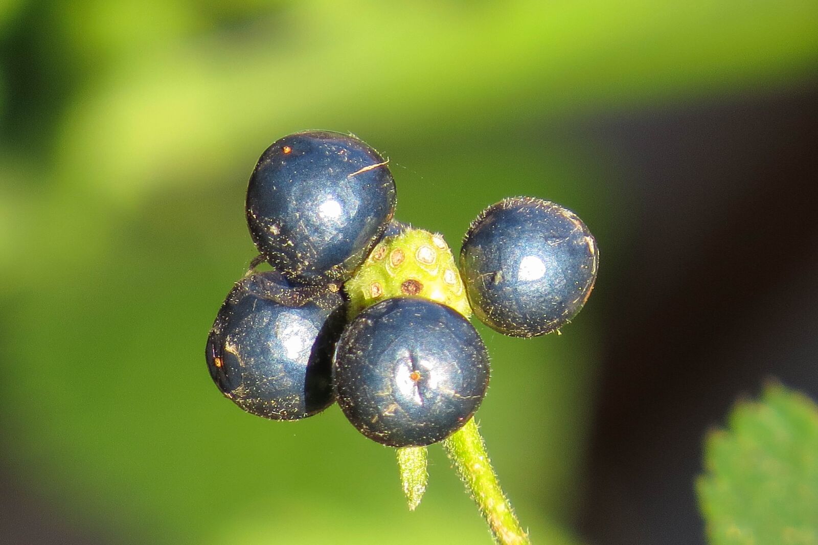 Canon PowerShot SX50 HS sample photo. Berries, blue, nature photography