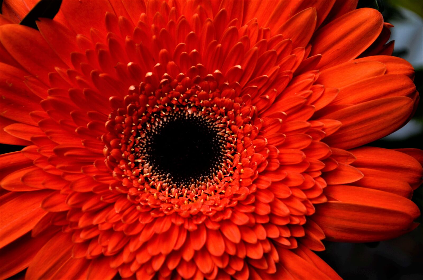 Nikon D5100 sample photo. Plant, nature, petal photography