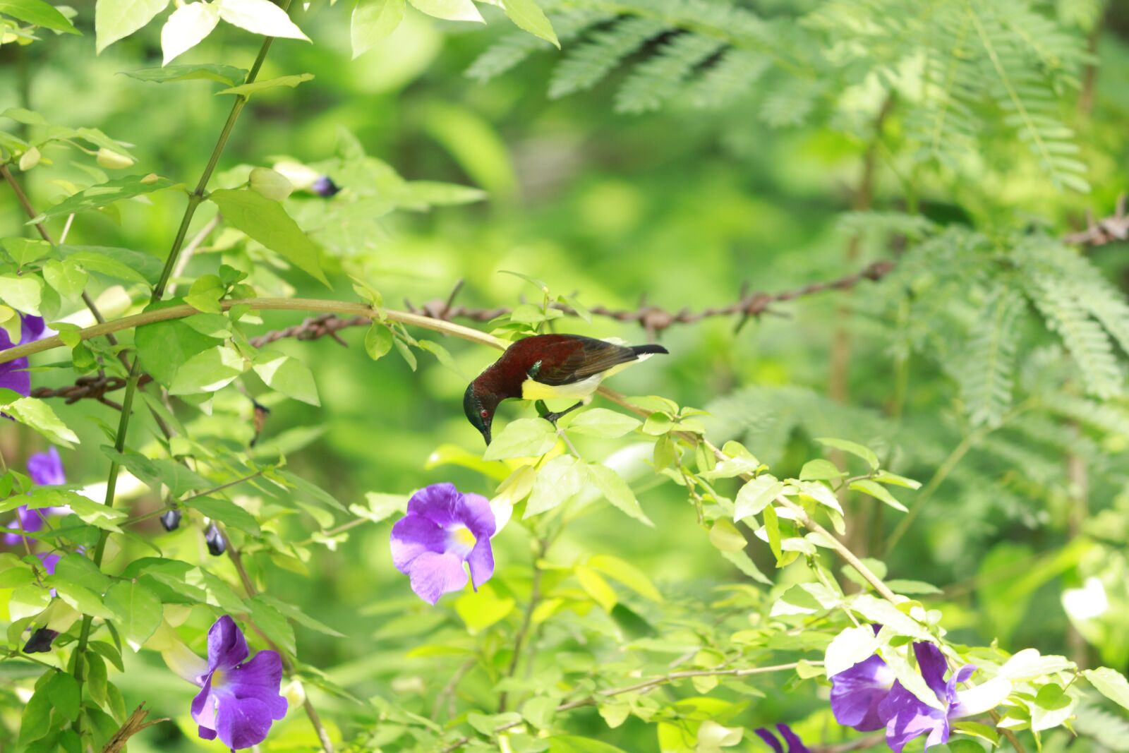 Canon EOS 700D (EOS Rebel T5i / EOS Kiss X7i) sample photo. Flowers, tree, plant photography