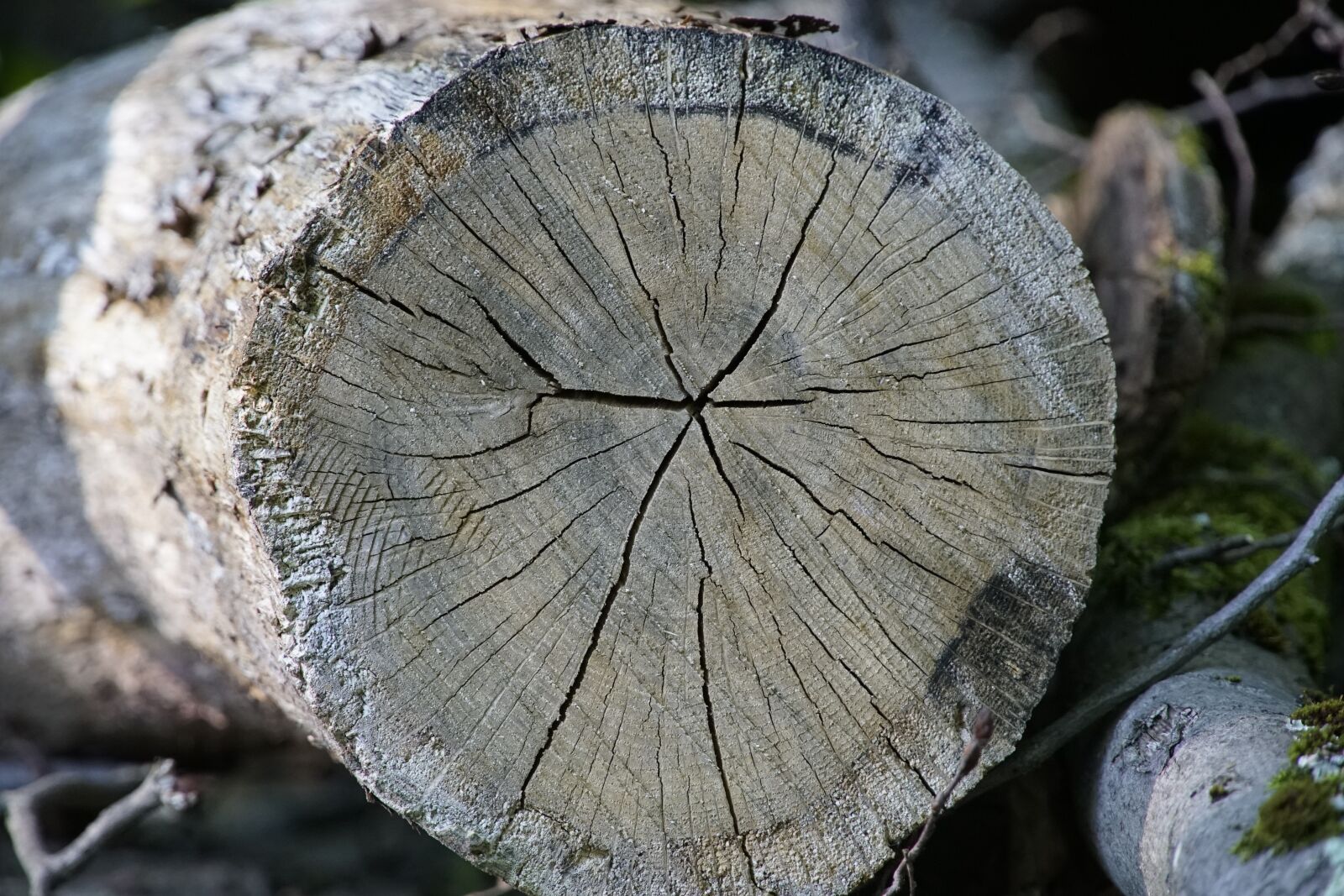 Sony a7R II sample photo. Tree, cracked, wood photography