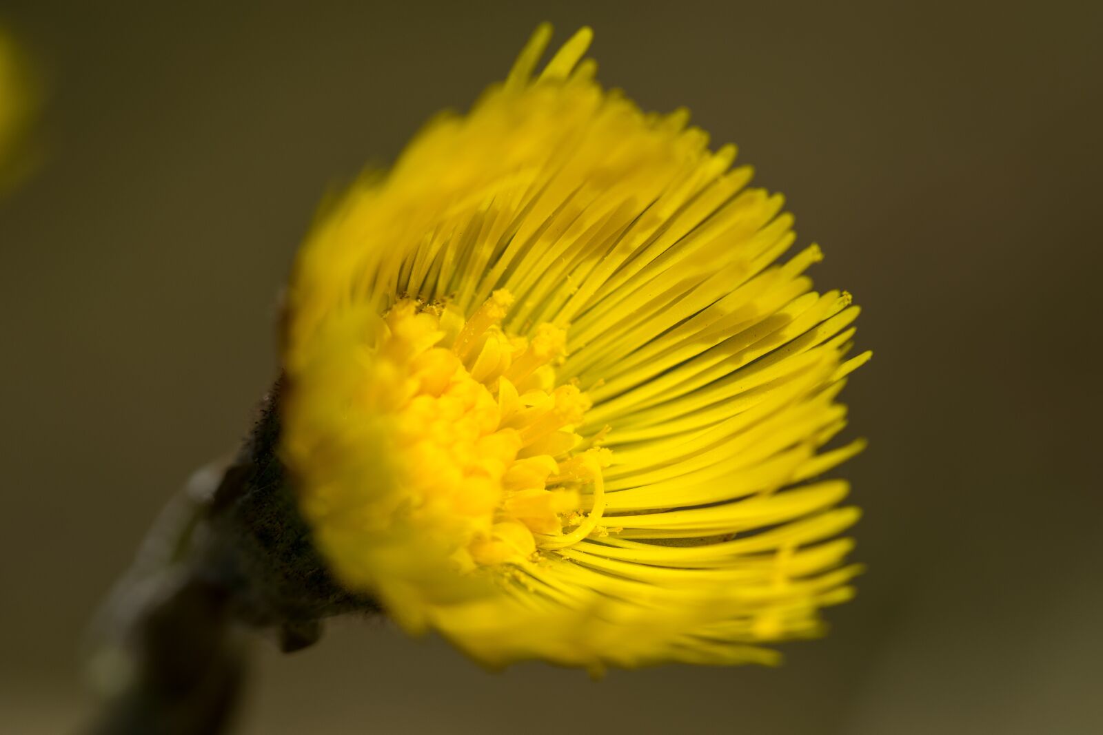 Nikon D3300 sample photo. Coltsfoot, flower, yellow photography