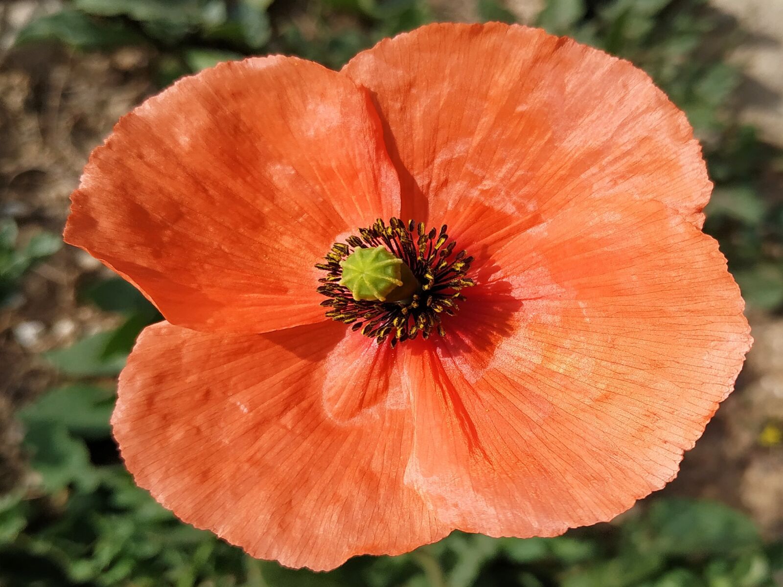 Xiaomi Redmi Note 6 Pro sample photo. Flowers, nature, flower photography