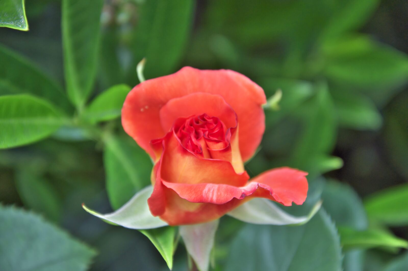 Nikon D5000 sample photo. Rose, red, flower photography