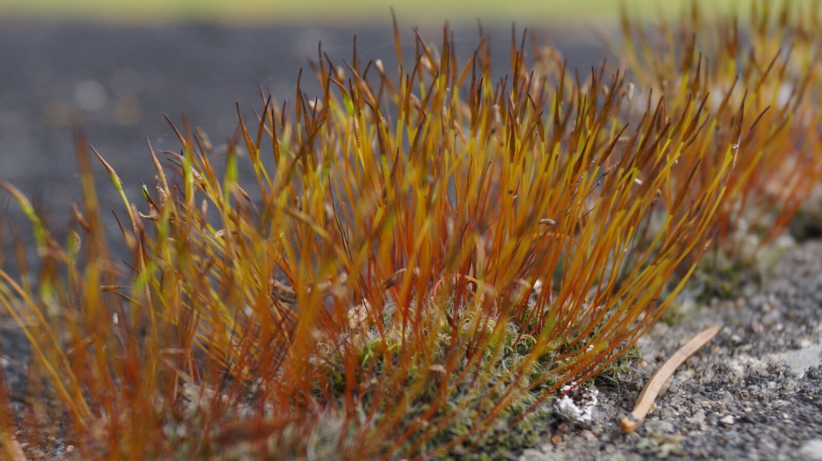 Sony SLT-A65 (SLT-A65V) + Sony DT 18-55mm F3.5-5.6 SAM sample photo. Moss braid, natural beauties photography