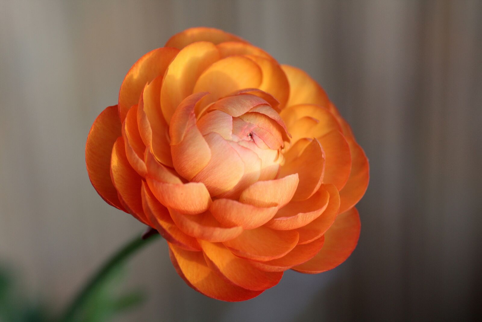 Canon EOS 450D (EOS Rebel XSi / EOS Kiss X2) sample photo. Ranunculus, flower, blossom photography