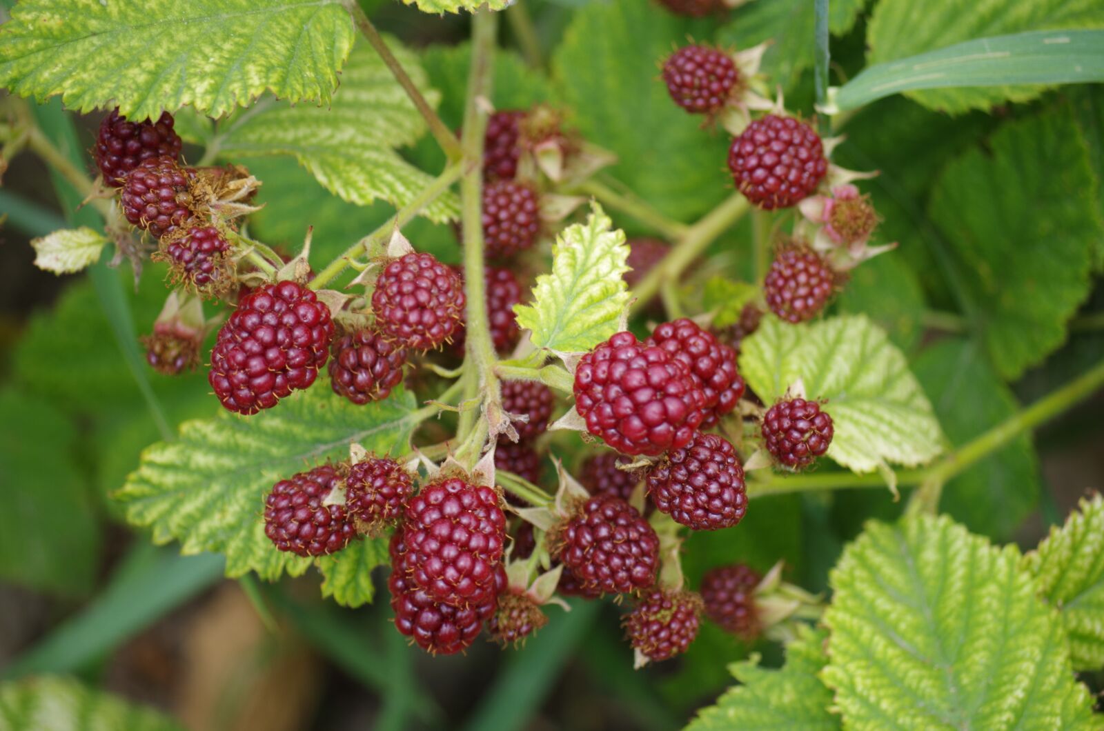 Pentax K-500 sample photo. Blackberries, immature, fruit photography
