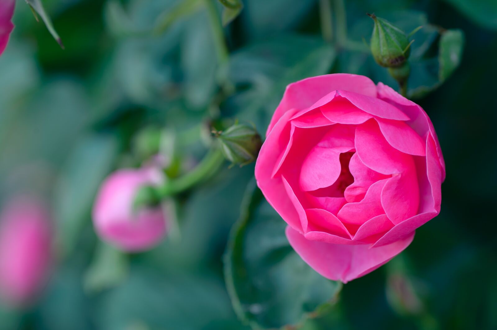 Nikon Df sample photo. Natural, plant, rose photography
