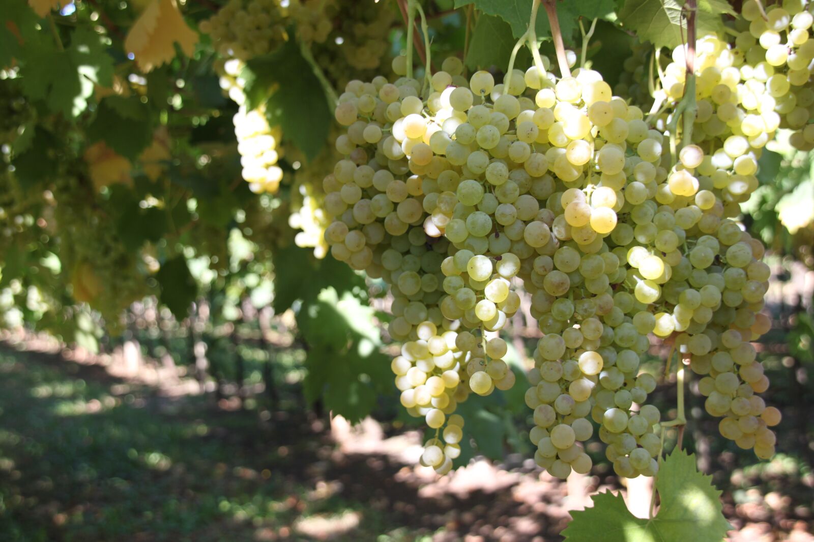 Canon EOS 500D (EOS Rebel T1i / EOS Kiss X3) sample photo. Screw, vineyard, wine photography