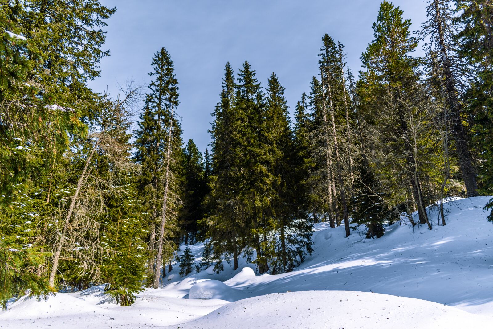 Nikon D5600 sample photo. Mountains, snowy, slovakia photography