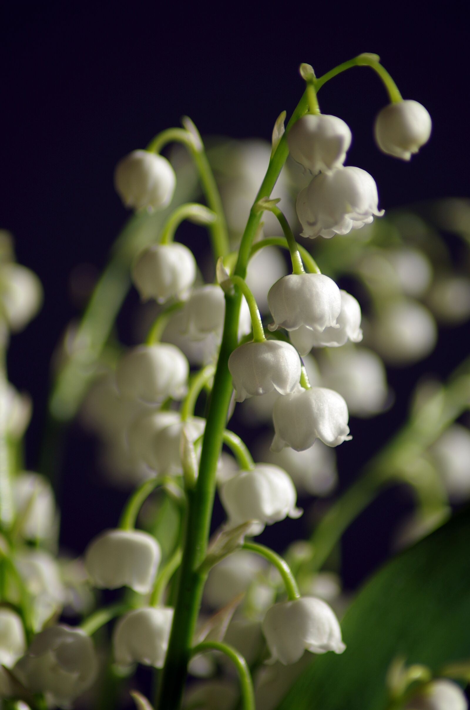 Pentax K-50 sample photo. White lilies of the photography