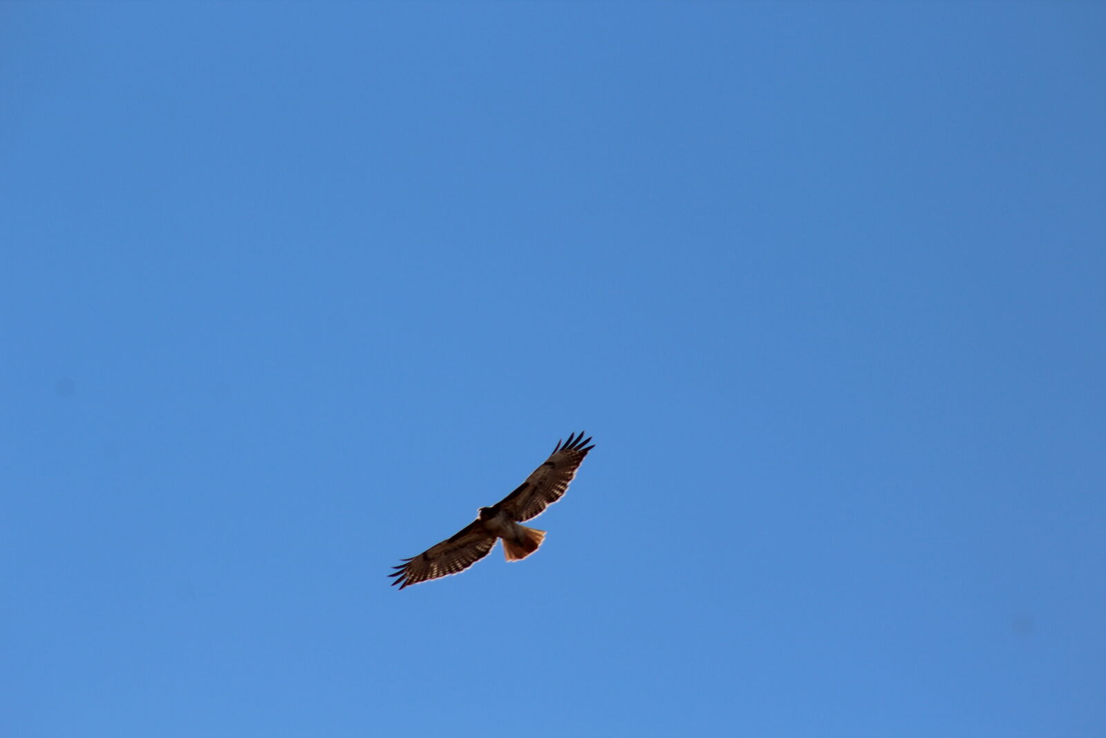 Canon EF 75-300mm f/4-5.6 sample photo. Animal, bird, bird, of photography