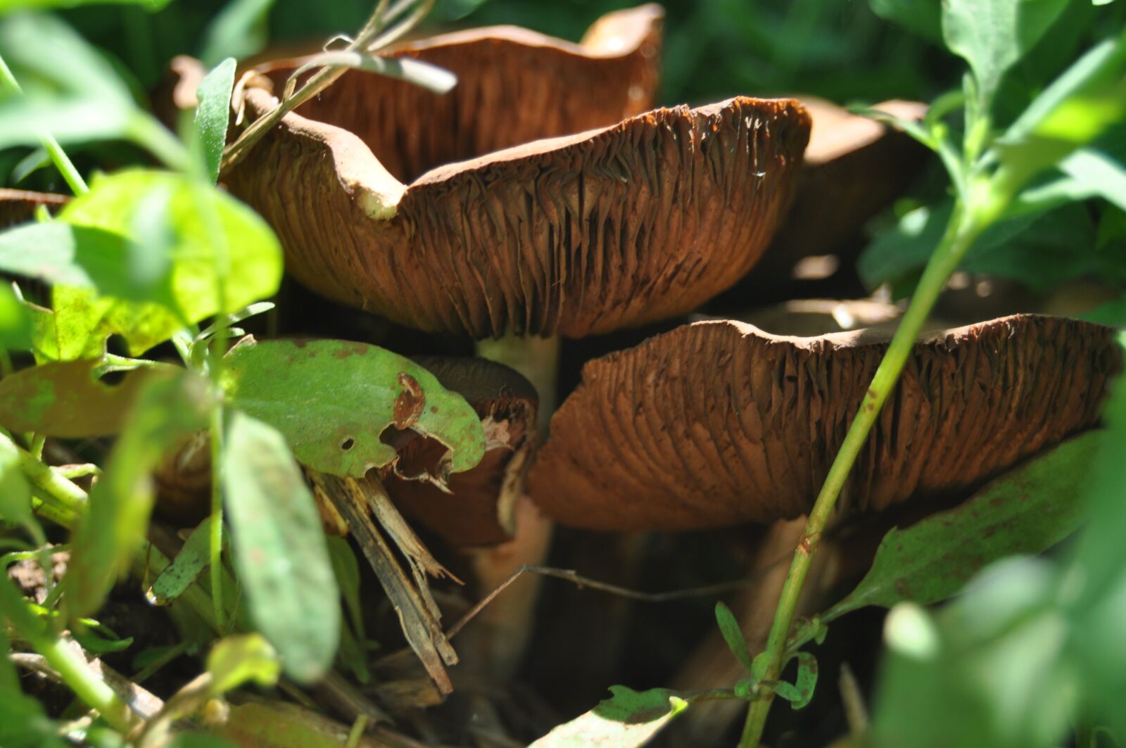 Nikon D5000 sample photo. Nature, food, leaf photography