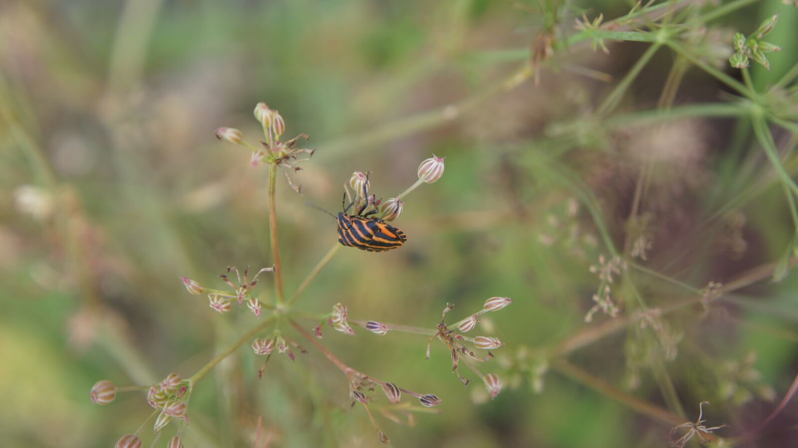 Sony SLT-A55 (SLT-A55V) + Sony DT 18-55mm F3.5-5.6 SAM sample photo. Insects, bugs, red and photography