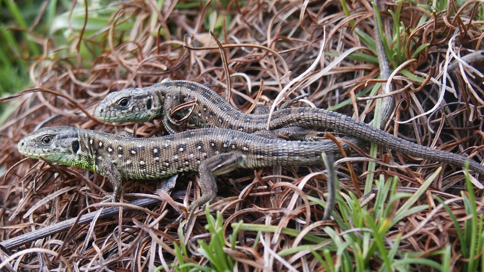 KONICA MINOLTA DiMAGE S414 sample photo. Sand lizard, lizard, scale photography
