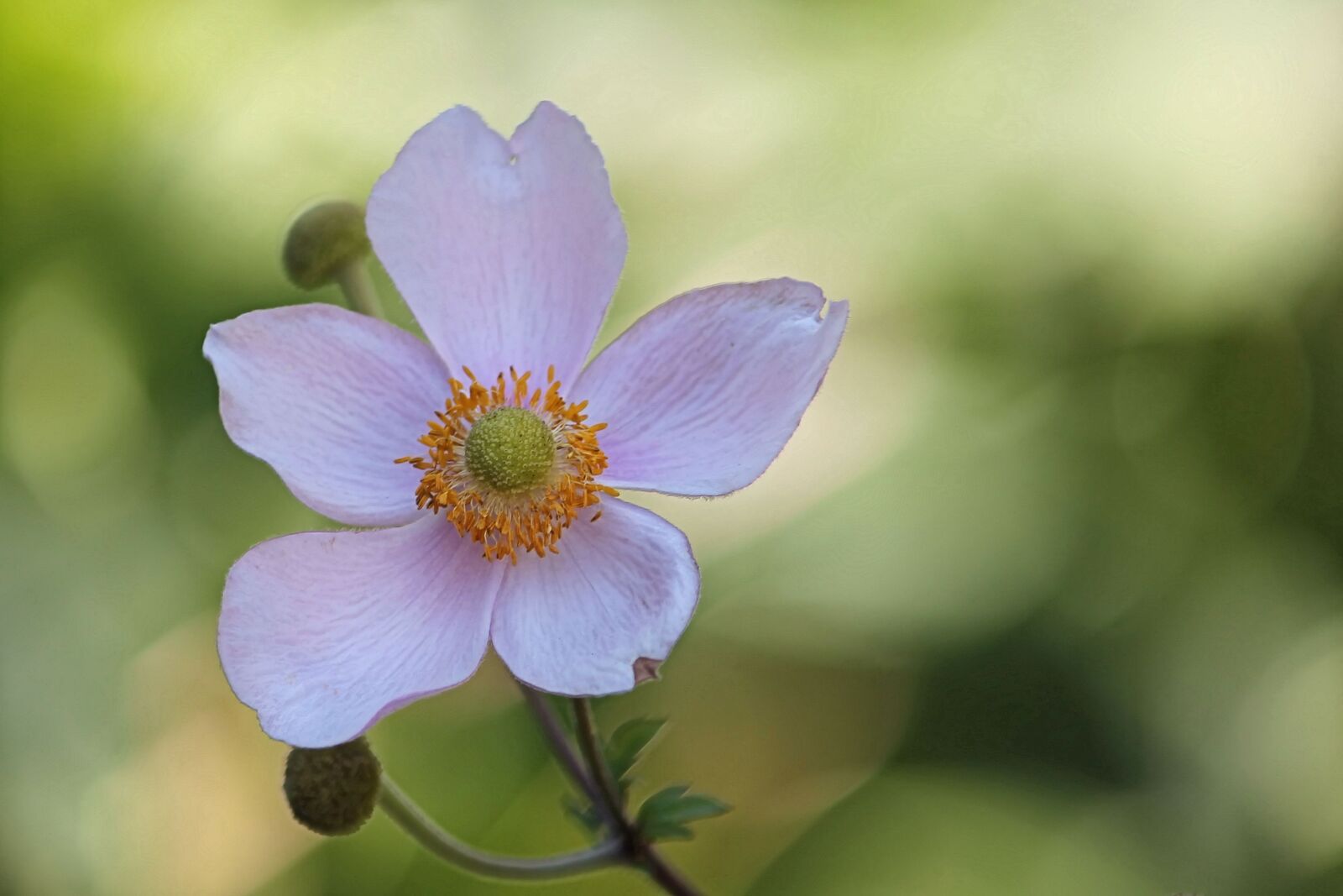 Canon EF-S 55-250mm F4-5.6 IS II sample photo. Anemone, fall anemone, blossom photography
