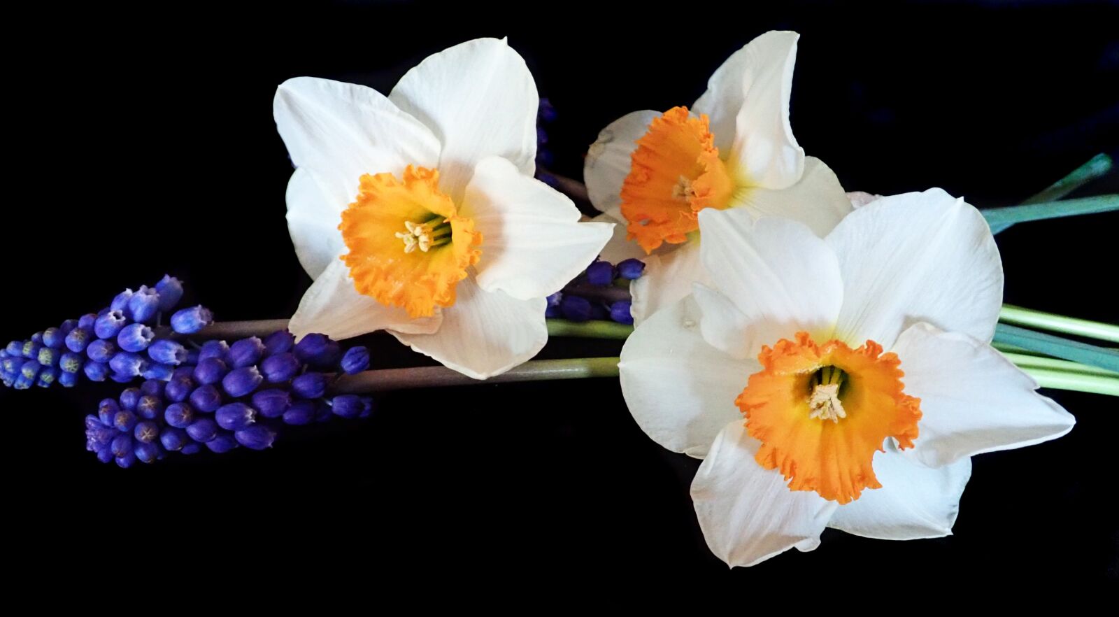 Olympus TG-5 sample photo. Spring, flowers, daffodils photography